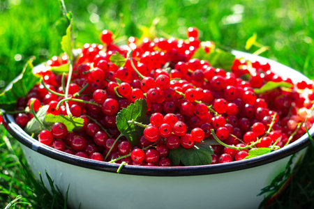 Harvesting berries. Ripe red currants in a metal bowl on a background of green grass. Local farming...
