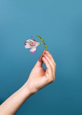 Young mans hand holds one pink flower on blue background. The Alstroemeria flowers message is show...