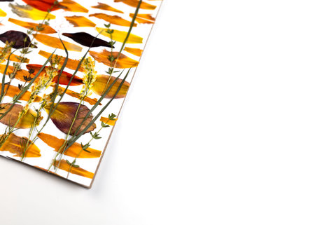 Contemporary botanical art of pressed flowers. Wrong. Marine Composition of dried plants in boho...