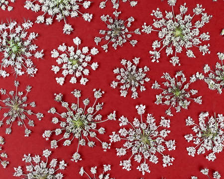 Daucus carota White wildflowers umbellate inflorescence on a red background. Top view, floral pattern. Pressed flower art.の写真素材