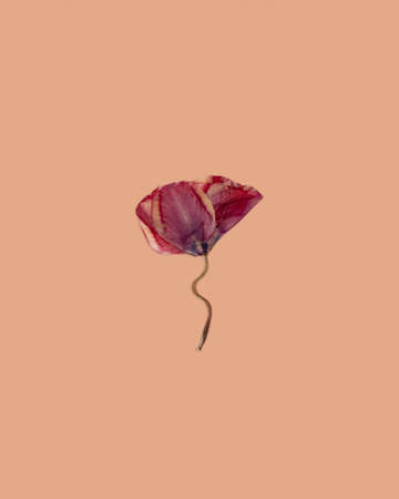 Minimalistic Composition of dried pressed tulip flower on a beige background. Creative concept greeting card.の写真素材