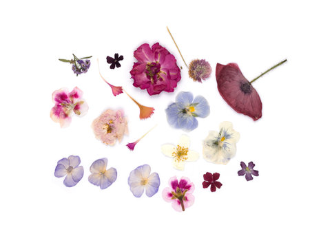 Group of dried pressed flowers isolated on white background. Botanical Elements for scrapbooking or...