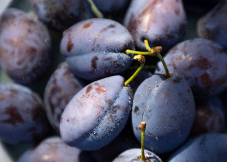 Ripe fresh blue plum lies on a plate close-up. autumn harvest. The fruits are rich in vitamins and antioxidants.の写真素材