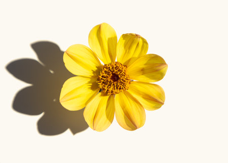 A beautiful single dahlia flower on a white background casts hard shadows. Minimalism, simplicity, patternsの写真素材