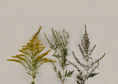 Comparison of ragweed, goldenrod and wormwood flowers. Blooming Ambrosia artemisiifolia is a dangerous allergenic plants, weed bushes pollen causes allergies. World Allergy Awareness Day. Text Name of plant.の写真素材