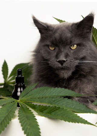 Big mainecoon cat lies on leaves of hemp. CBD oil is used in veterinary medicine as a sedative and pain reliever.の写真素材