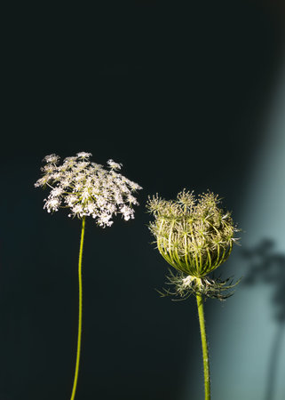 Daucus carota White wildflowers umbellate inflorescence in a glass vase on a green background.