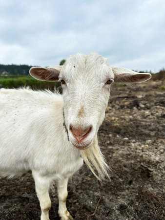 White goat is looking at the camera. Free range goats in the field, small goat milk and cheese farm.