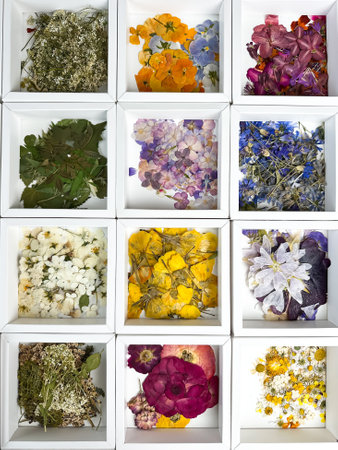 A group of various dried pressed flowers in a white box. Basic material for contemporary botanical art. Plants for scrapbooking, wedding invitations, greeting cards, gift box decorations. top view.の写真素材