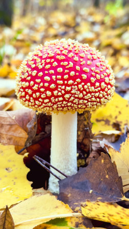Fly agaric mushrooms with a red cap grow in the grass. Hunting for forest mushrooms. After high-quality drying, the red fly agaric is used to prepare ointments, infusions and tinctures.の写真素材