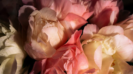 Beautiful banner with coral peonies flowers Concept poster design template. spring bouquet. Trendy retro style.の写真素材