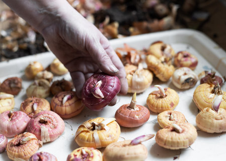 Woman peels the sprouted gladiolus bulbs from the husk. Floriculture, Preparing plants for spring...