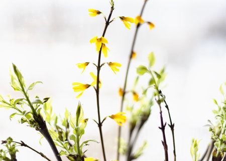 Blooming branch of forsythia in a vase in front of the window. Sunny flower. Symbol of spring