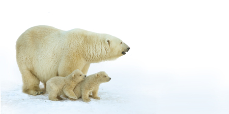 Polar bear with young cubs.の写真素材