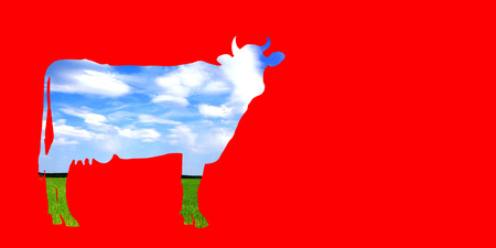 Postcard with a picture of a cow on a red background.の写真素材