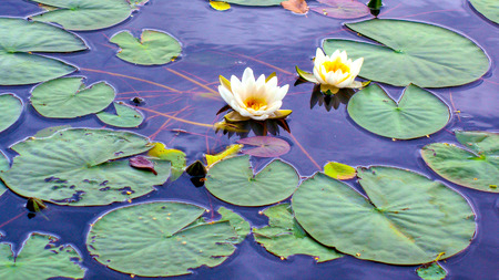 Flower, white lotus plant.の写真素材