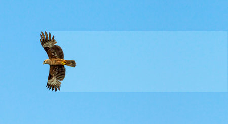 Flight of a bird of prey Eagle, an abstraction.
