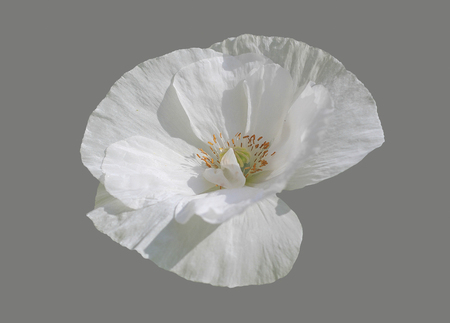 White poppy flower, on an isolated gray background.の写真素材