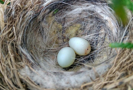 Nest of a wagtail with two outstretched eggs.の写真素材