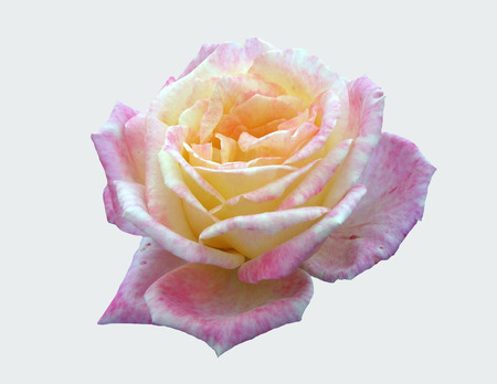A flower of a beautiful rose on an isolated background.の写真素材