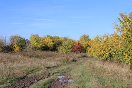 Autumn, rural landscape with yellowed trees against a blue sky.の写真素材