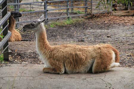 Animal herbivore llama resting in the aviary of the zoo.の写真素材
