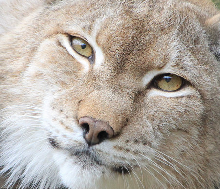 Portrait of an adult forest lynx animal.の写真素材