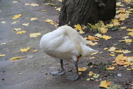 Sleeping standing on the paws of a white swan.の写真素材