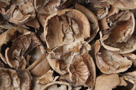 The shell is broken without a kernel, from chopped walnuts.の写真素材