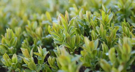 Garden spring bushes with small leaves, background.の写真素材