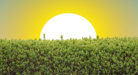 Garden bushes of sunny sunsetの写真素材
