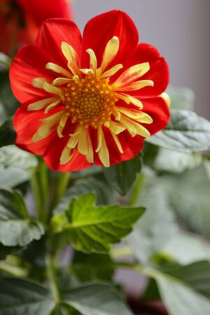 Flower of a red home plant dahlias.の写真素材