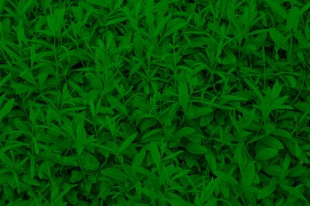 Background texture of green leaves of garden bushes.の写真素材