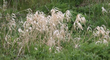 Last year's dry grass in the green spring grass.の写真素材