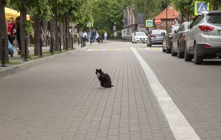Homeless cat sitting on the roadway of the city.の写真素材