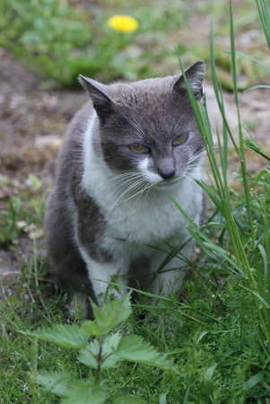 Street, homeless cat walking in the yard.の写真素材