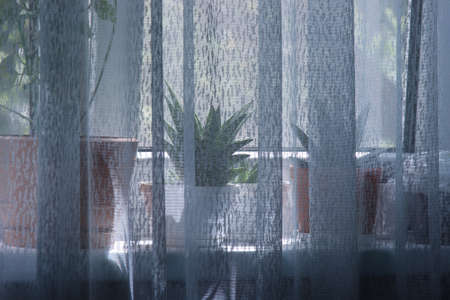 Growing home flowers at home on a windowsill.の写真素材