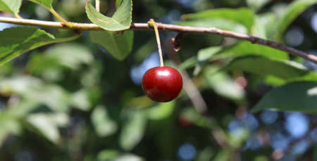 Ripe cherry berries on a tree branch.の写真素材