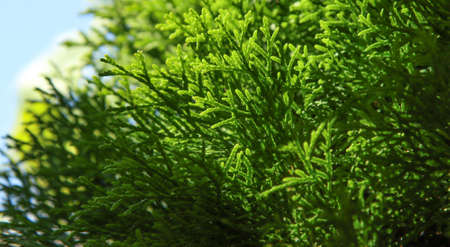 Green branches of thuja tree leaves. Vegetable background.の写真素材