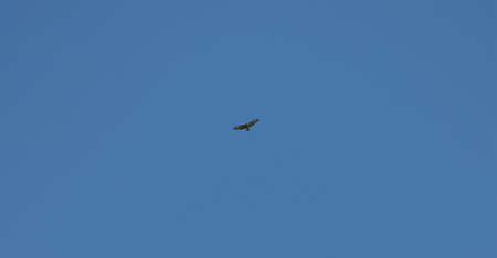Flight of the eagle bird in the blue sky.の写真素材