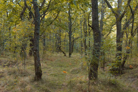 Landscape inside the autumn forest during the day.の写真素材