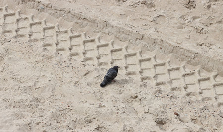 Bird pigeon looks at strange footprints in the sand