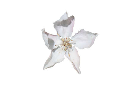Opened flower of quince tree on white backgroundの写真素材