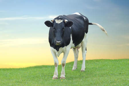 Dairy cow grazing in a green meadow.の写真素材