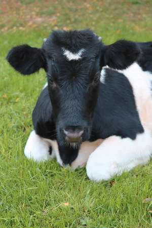 Portrait of a young bull lying on the grass.の写真素材