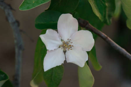 Opened white flower of the quince tree.の写真素材