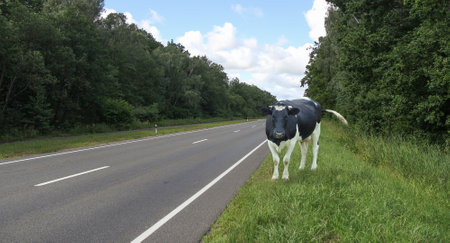 A dairy cow walks near the road.の写真素材