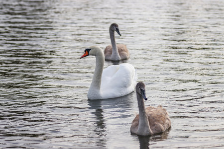 Birds swans floating on the lake during the day.の写真素材