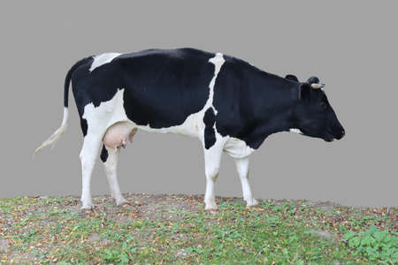 Young cow isolated from the sky background.の写真素材