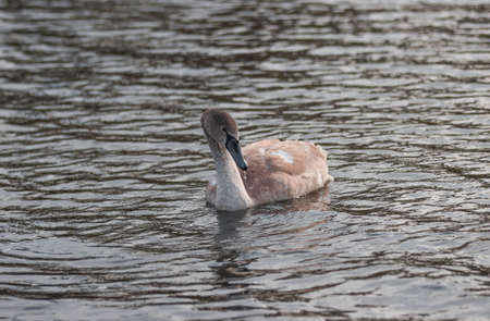 The bird of a young swan swims on the lake.の写真素材
